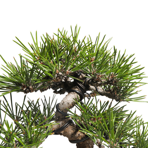 黒松　-Japanese black pine-　（推定樹齢30年） 詳細画像